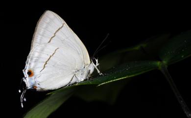 Tajuria diaeus karenkonis Matsumura, 1929 白腹青灰蝶