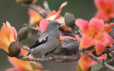 Sturnia sinensis (J. F. Gmelin, 1788) 灰背椋鳥