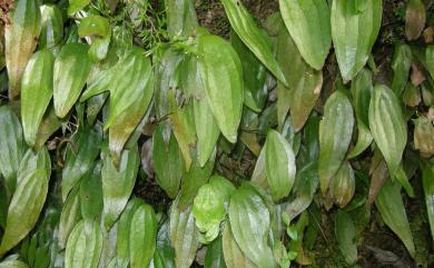 Cheiropleuria integrifolia (D.C.Eaton ex Hook.) M.Kato, Y.Yatabe, Sahashi & N.Murak. 燕尾蕨