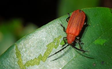 Atysa brevithorax (Pic, 1928) 大紅薄翅螢金花蟲