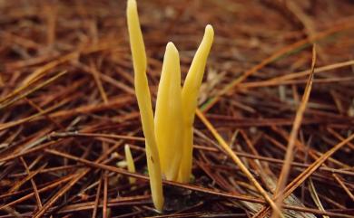 Clavulinopsis laeticolor (Berk. & Curt.) Petersen 悅色擬鎖瑚菌