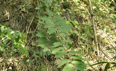 Grewia eriocarpa 大葉捕魚木