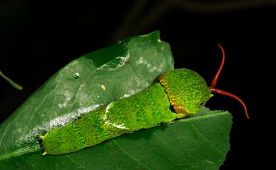 Papilio castor formosanus Rothschild, 1896 無尾白紋鳳蝶