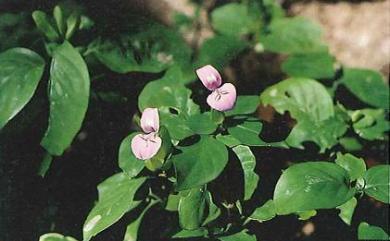 Peristrophe baphica 長花九頭獅子草