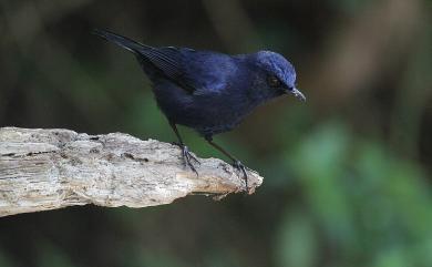 Myiomela leucura montium Swinhoe, 1864 白尾鴝
