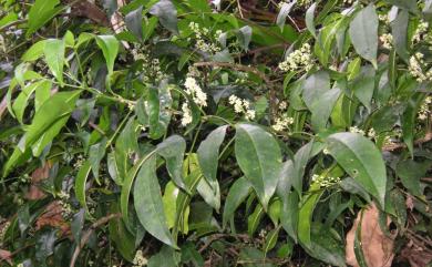 Melicope pteleifolia (Champ. ex Benth.) T.G. Hartley 三腳虌