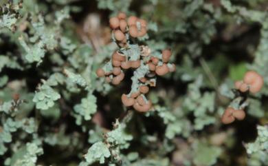 Cladonia ramulosa 麩皮石蕊