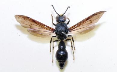 Hymenoptera 膜翅目