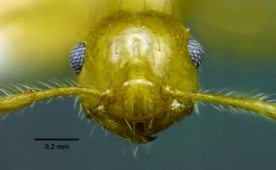 Crematogaster biroi Mayr, 1897 畢氏舉尾家蟻