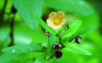 Sida cordifolia 圓葉金午時花