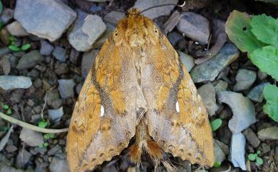 Dudusa synopla Swinhoe, 1907 黃蕊尾舟蛾