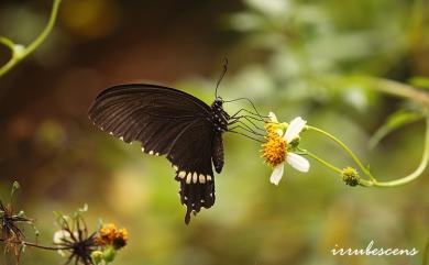 Papilio polytes polytes Linnaeus, 1758 玉帶鳳蝶