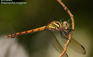 Potamarcha congener congener (Rambur, 1842) 溪神蜻蜓