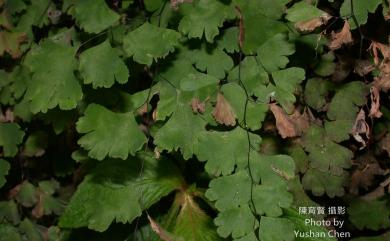 Adiantum capillus-veneris fo. capillus-veneris 鐵線蕨