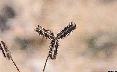 Dactyloctenium aegyptium (L.) Willd. 龍爪茅