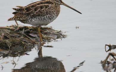 Gallinago gallinago (Linnaeus, 1758) 田鷸