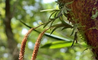 Oberonia arisanensis 阿里山莪白蘭