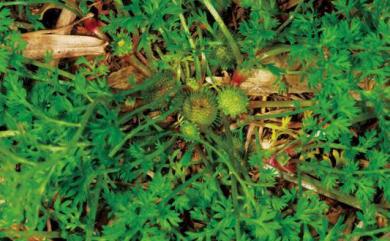 Soliva anthemifolia R.Br. 假吐金菊