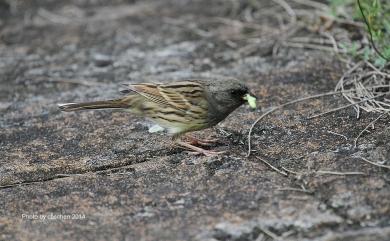 Emberiza spodocephala sordida (Blyth, 1844) 黑臉鵐(華南亞種)