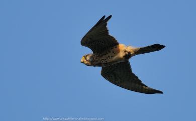 Falco tinnunculus interstinctus (McClelland, 1840) 紅隼(普通亞種)