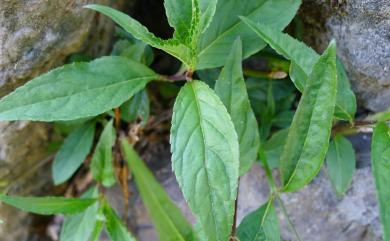 Cyclocodon lancifolius 臺灣土黨參