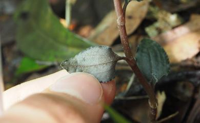 Odontochilus nanlingensis (L.P.Siu & K.Y.Lang) Ormerod 南嶺齒唇蘭