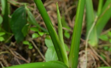 Homalomena kelungensis 基隆扁葉芋