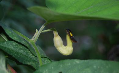 Aristolochia heterophylla 異葉馬兜鈴