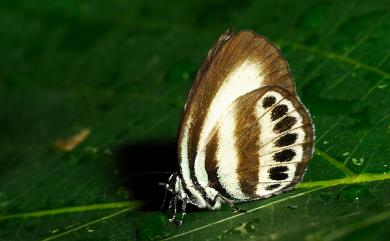 Nothodanis schaeffera (Eschscholtz, 1821) 黑列波灰蝶