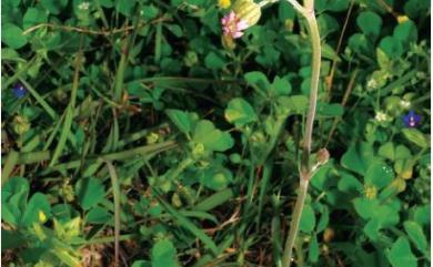 Silene aprica Turcz. ex Fisch. & C.A.Mey. 女婁菜
