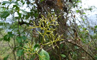 Pisonia aculeata L. 腺果藤