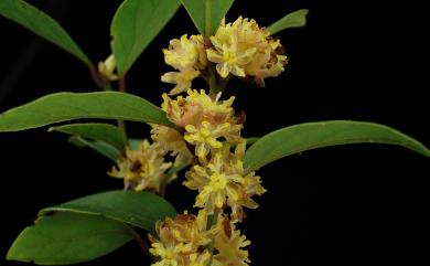 Lindera akoensis Hayata 內苳子