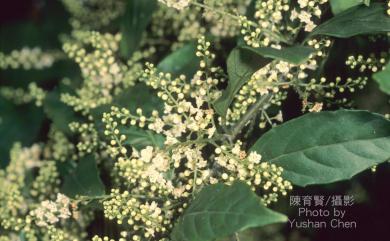 Maesa perlaria var. formosana 台灣山桂花
