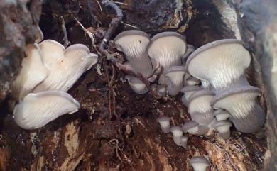 Pleurotus cystidiosus 泡囊側耳