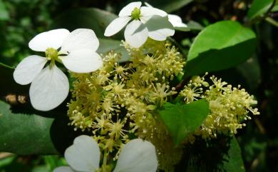 Hydrangea chinensis Maxim. 華八仙