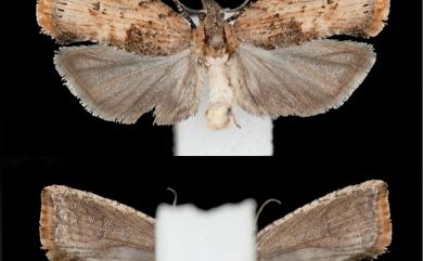 Matsumuraeses falcana (Walsingham, 1900)