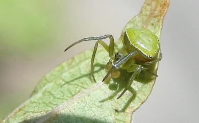 Araneus viridiventris Yaginuma,1969 綠腹鬼蛛