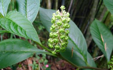Phytolacca japonica 日本商陸
