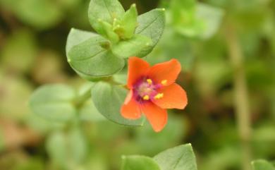 Lysimachia arvensis (L.) U.Manns & Anderb. 琉璃繁縷