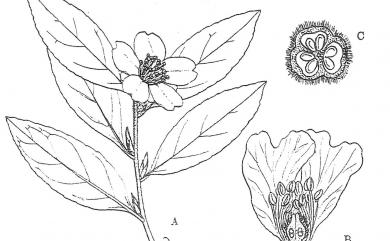 Camellia brevistyla 短柱山茶