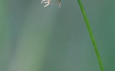 Fimbristylis nutans (Retz.) Vahl 點頭飄拂草