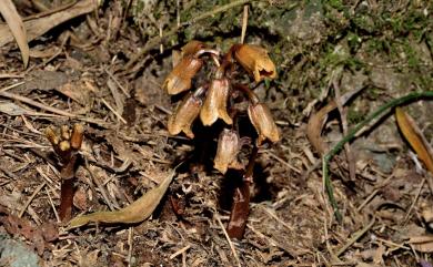 Gastrodia fontinalis var. fontinalis T.P. Lin 春赤箭