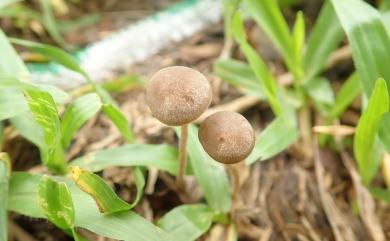 Panaeolus subbalteatus 鹿色花褶傘