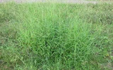 Digitaria setigera 短穎馬唐