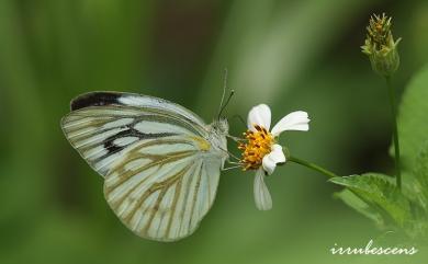 Cepora nerissa cibyra (Fruhstorfer, 1910) 黑脈粉蝶