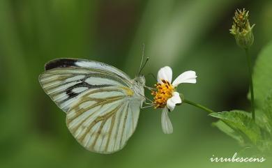 Cepora nerissa cibyra (Fruhstorfer, 1910) 黑脈粉蝶