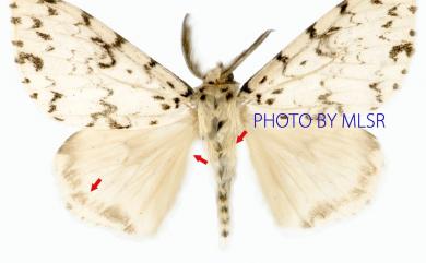 Lymantria monacha Linnaeus, 1758 細紋絡毒蛾