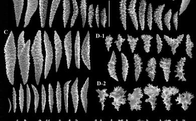 Litophyton brassicum (Kükenthal, 1903) 甘藍錦花軟珊瑚