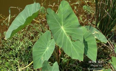 Colocasia esculenta 芋