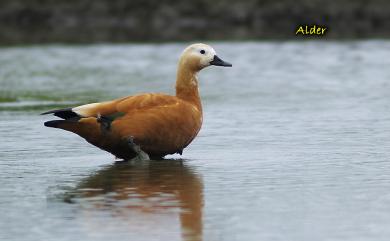 Tadorna ferruginea (Pallas, 1764) 瀆鳧